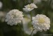 Chrysanthemum