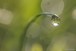 Dew on grass