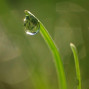 Dew Drop