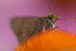 Skipper on Echinacea