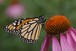 Monarch on Echinacea