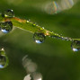 3 Dew Drops