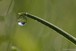 Dew drop