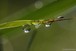 Dew drops and fly