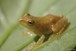 Peeper