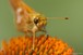 Skipper on Echinacea