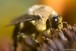 Bumblebee